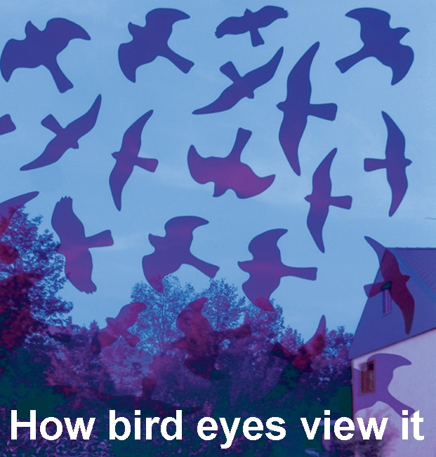 Bird protection with invisible window decals Birdsticker