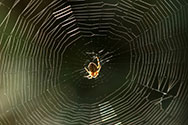 Spinne im Spinnennetz