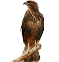 Falcon