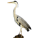 Heron