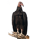 Vulture