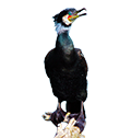 Cormorant