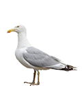 Seagull