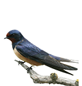 Swallow