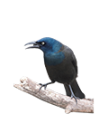 Grackle