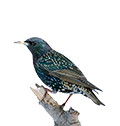 Starling