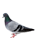 Pigeon